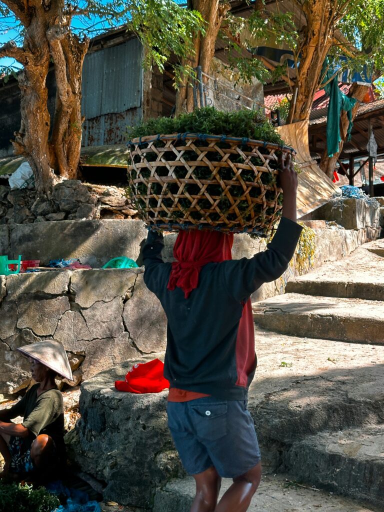 Seaweed Bali — Balinese Seaweed Experience in Nusa Penida