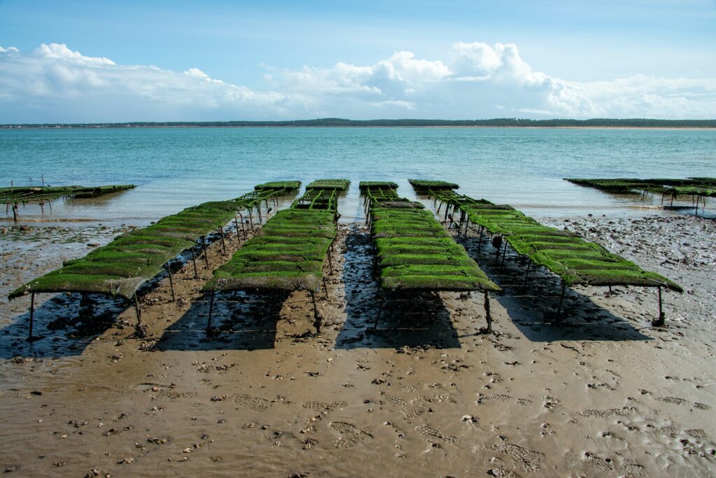 Seaweed — Balinese Seaweed Experience in Nusa Penida