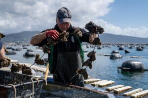 Balinese Seaweed Experience in Nusa Penida