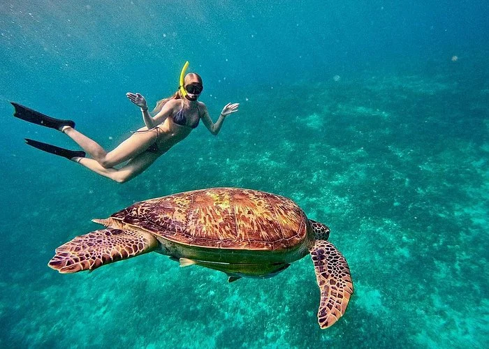 Experience snorkeling with sea turtles in Gili Air's clear waters. — Gili Air Snorkeling Adventure 4 Spot